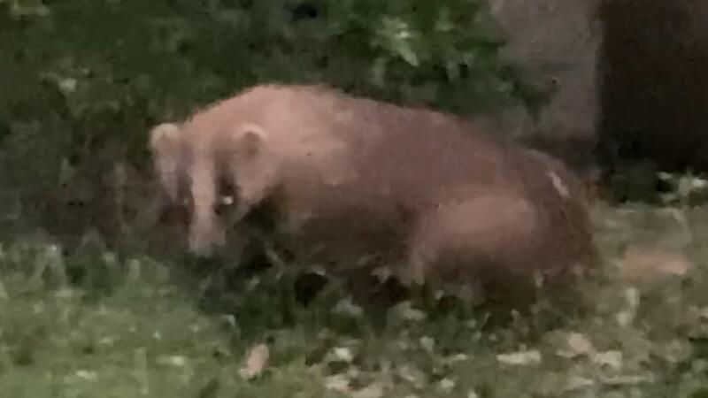 Two badgers near Building 7